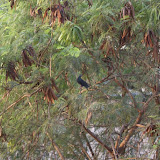 A Rare Sight... A Bird in the Tree