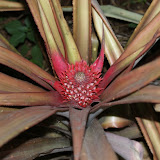 pineapple.jpg