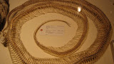 IMG_1868.JPG