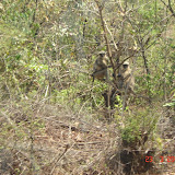 On our way back we ran into some monkeys.