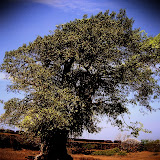 treelomo.jpg
