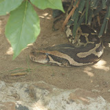 The Python