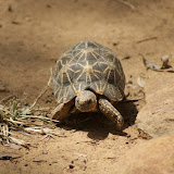 Star Tortoise