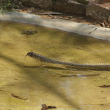 A Rat Snake in water