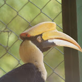 A lone hornbill in its cage