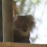 Not very happy to have a camera pointed at him is he
