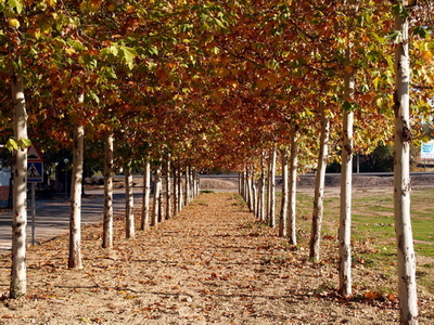 Avenida de Aranjuez en Noblejas