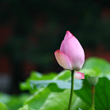 20070616 台北市植物園