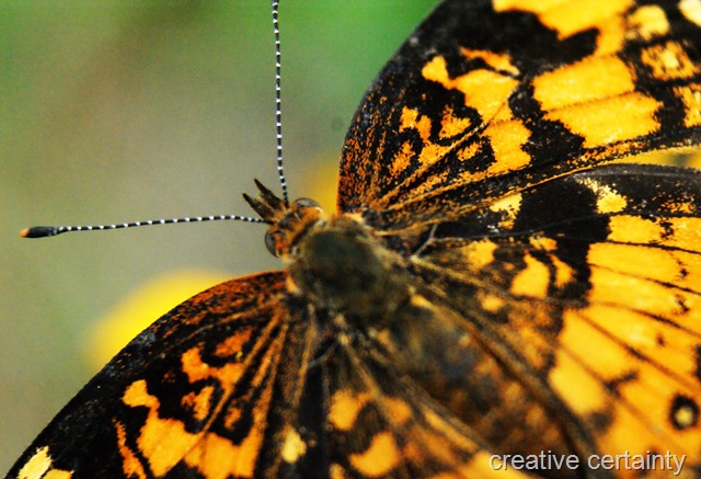 [butterfly from bug club[21].jpg]