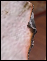 IMG_2619_edited-1