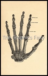 handbones-graphicsfairy010esm