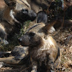 wild dog - dewildt 3.jpg