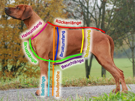 Hundevermessung ;)