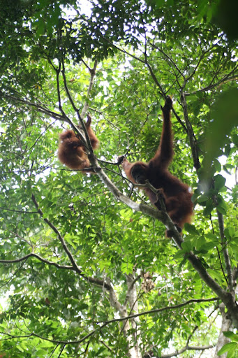 Orang+mabuk