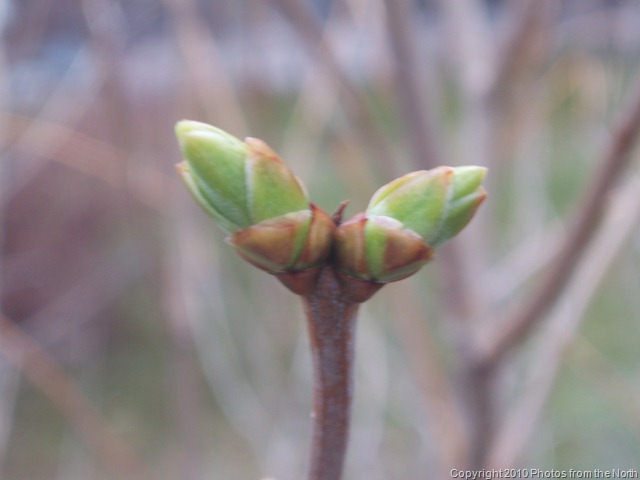 [Spring 2010 003[11].jpg]