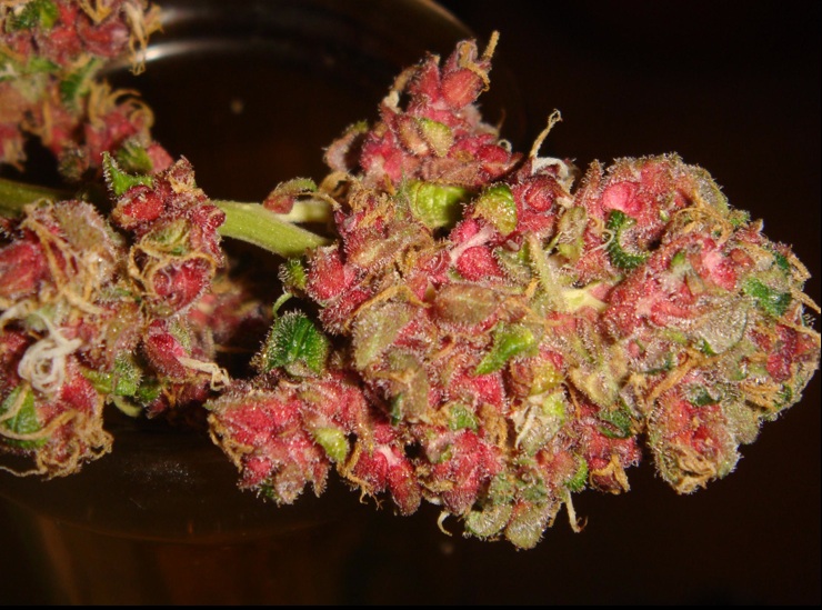 Looking for Panama Red seeds..... | Marijuana-Solution-Centre