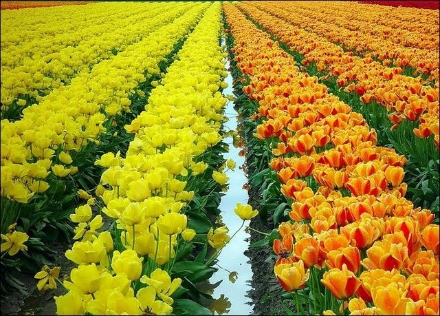 [tulip-fields12[3].jpg]