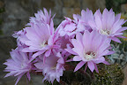 Flores_casa_maig09 Slideshow