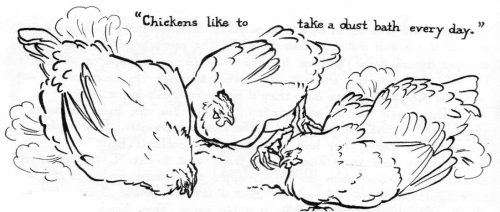 Minnie Rose Lovgreen’s Recipe for Raising Chickens