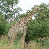 Giraffe being aloof (as they so often are) near North Gate, Moremi.