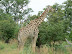 Giraffe being aloof (as they so often are) near North Gate, Moremi.