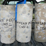 Concrete samples cored from a ringbeam.