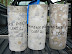 Concrete samples cored from a ringbeam.
