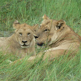 Lioness and cub at Xakanaka, Moremi.