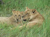Lioness and cub at Xakanaka, Moremi.