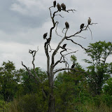 A vulture tree at Xakanaka, Moremi.