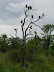 A vulture tree at Xakanaka, Moremi.