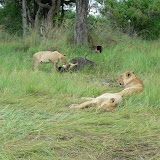 Lioness and cubs on a buffalo kill at Xakanaka, Moremi.