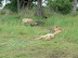 Lioness and cubs on a buffalo kill at Xakanaka, Moremi.