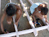 Zoey and Naomi getting some practical experience using power tools - one drilling, the other fixing the screws.