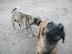 Dogs. Barking mad.  Spent the whole morning running from camp to camp whenever something made a noise like food.