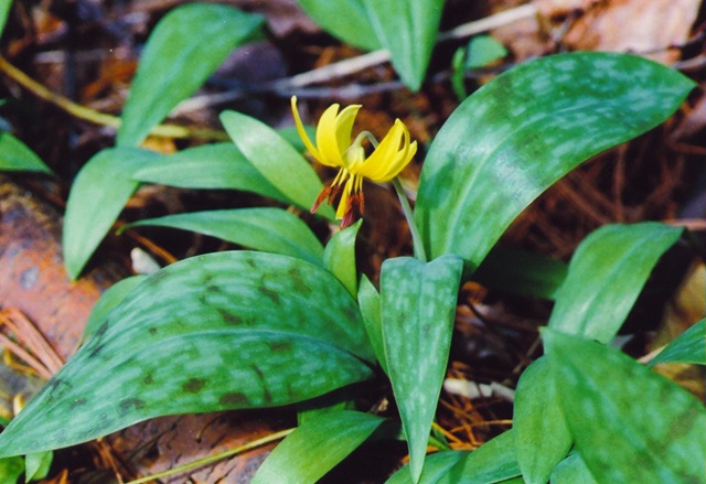 [9.9.4. Trout Lily[3].jpg]