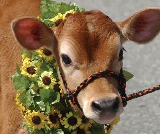 [cows[2].jpg]