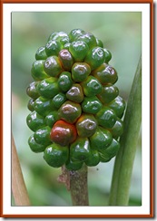 jack-in-the-pulpit-03
