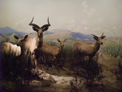 Akeley+hall+of+african+mammals