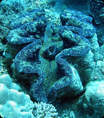 tridacna-gigas-ostra-gigante tridacna-gigas-ostra-gigante