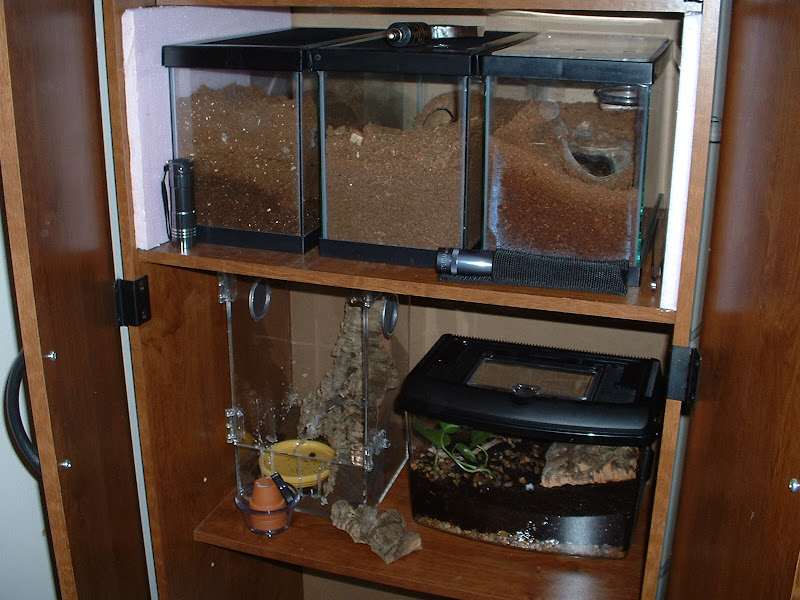Best Heat Pads For Tarantulas at Vanessa Jones blog