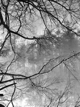 [laketree_bw_sm[16].jpg]