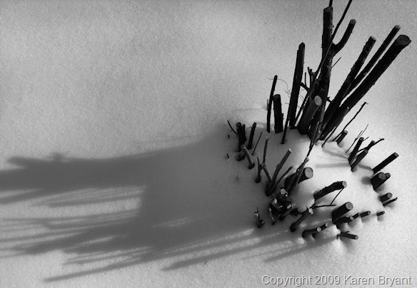 [cutflowerbush_bw_sm[7].jpg]