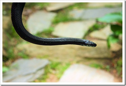 kingsnake1_sm