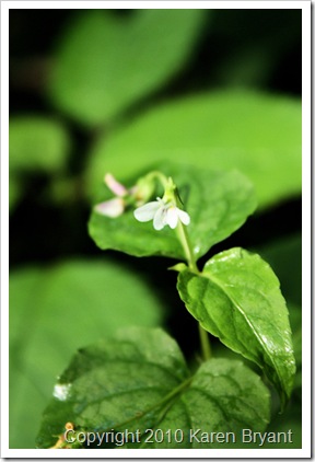 whiteflower_sm
