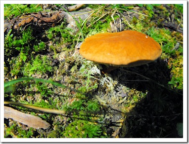 mushroom_sm