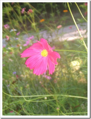 flower_sm