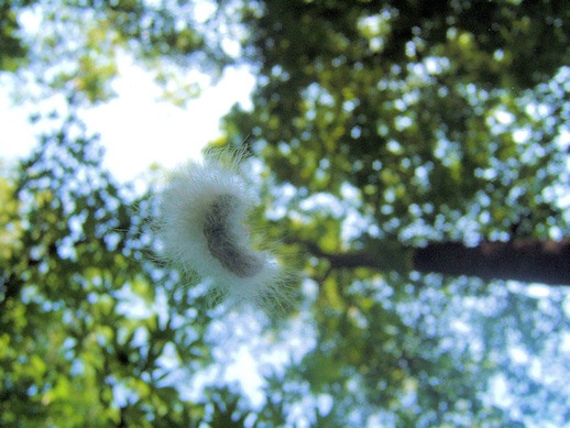 [caterpillar1_sm[5].jpg]