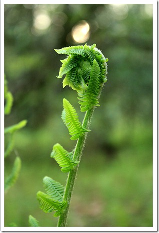 fern1_sm