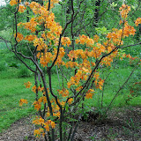 Arboreteum 2010